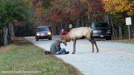 Elk vs. Photographer  Great Smoky Mountains National Park