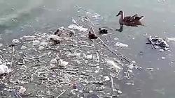تغذیه اردک جوجه اردکها در آب الوده استخر