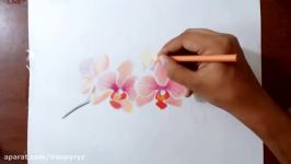 Drawing Orchids  Colored pencils