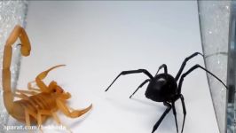 نبرد عقرب عنکبوت سیاه