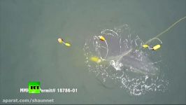 RAW Entangled whale struggles to free itself off California coast