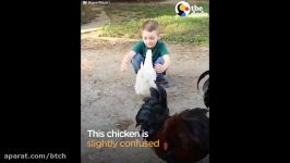 Chicken Hugs Boy After Recognizing Him with New Haircut  The Dodo