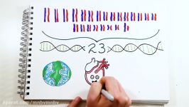 Our DNA Test Results  The LAB