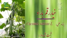 بذر خیار باراد شرکت کشاورزی حاتم گلخانه ای