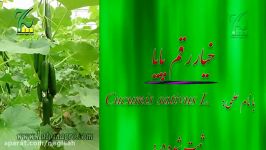 بذر خیار پایا شرکت کشاورزی حاتم گلخانه ای