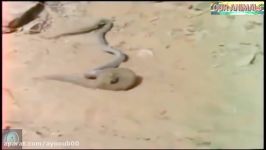 The Great Mongoose vs King Cobra Fights Compilation