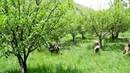 باغاتاشاغه میشهروستای جبیند