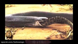 Giant Anaconda vs Python