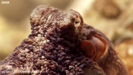 Extraordinary Octopus Takes To Land  The Hunt  BBC Earth