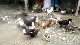 غذا دادن به مرغ جوجه اردک طبیعت گیلان کلیپ رحمان
