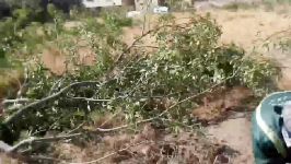 قطع غیر کارشناسی درختان توسط شهرداری گرمدره