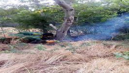 قطع غیر ضروری درختان در گرمدره توسط شهرداری