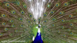 زیبایی آفرینش  طاووس بهشتی