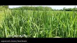 مزارع برنج روستای کرکان بندرانزلی