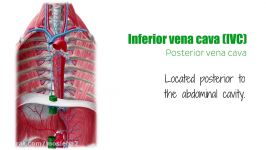 Inferior vena cava  Function Definiton