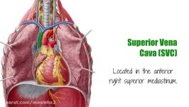 Superior vena cava  Function Definition