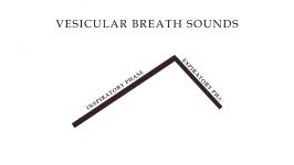 Lung sounds  Breath sounds Types