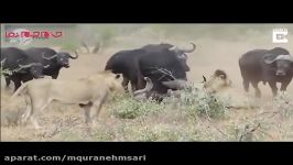 نبرد شیرها گله بوفالو برای شکار
