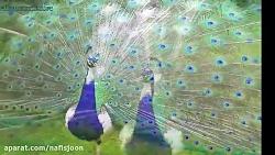 آفرینش زیبای طاووس صدای فوق العاده پرندگان