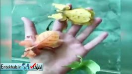 فیلم حشرات عجیبی شبیه برگ درخت هستند