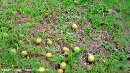 Pick Up Black Walnuts with Baganut Nut Harvester