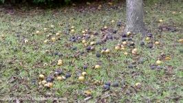 Picking Up Black Walnut Nuts