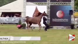 N.167 ALTHEA  Bruges 2015 International  Mares 4 6 years old Class 107