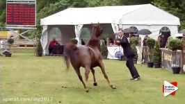 N.167 ALTHEA  Bruges 2015 International  Mares 4 6 years old Class 107