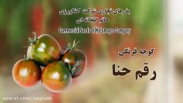 بذر گوجه فرنگی حنا شرکت کشاورزی حاتم گلخانه ای