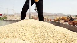 مراحل تولید آرد شرکت آرد طلایی پرند