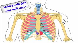 گردش خون  ساختار عمل قلب