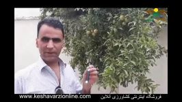 کنترل کرم گلوگاه دستگاه پرچم زدای انار