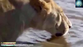 When Prey Fights Back  Most Amazing Animal Attack Fails 2016