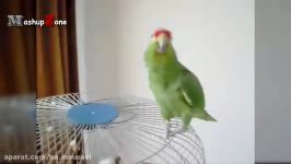 Parrots Dancing  A Funny Parrot Videos Compilation  NEW HD