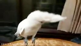 Parrot Dancing Gangnam Style