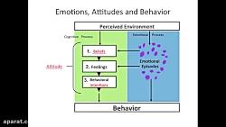 Organizational Behavior Emotions Attitudes