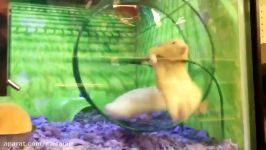 Hamster Has Epic Fail on Running Wheel