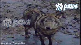 درگیری وحشیانه کشته شدن بیرحمانه گرگ توسط سگ نگهبان
