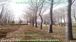 مزرعه چوب درخت پالونیا 4ساله شیراز طب جو ۰۹۱۷۳۰۵۶۱۹۳