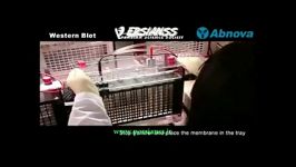 روش انجام western blot