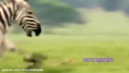 Animals Attacks On Lion Buffalo vs Lion vs zebra Animal attack. Nature