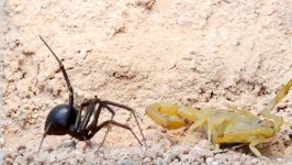 درگیری بیرحمانه مرگبار عقرب زرد عنکبوت سیاه مهلک