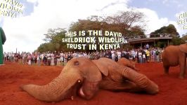 Visit a Baby Elephant Orphanage in Kenya  Unframed by Gear 360  NowThis