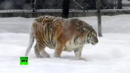 Tigers vs drone Felines go wild chasing flying prey