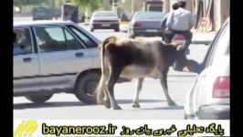 تاخت تاز گاو ها در شهر پلدختر