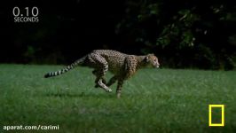 Greg Wilson Cheetahs on the Run  Nat Geo Live