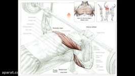 عضلات درگیر در حرکت پرس سینه