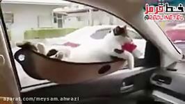 تنبل ترین گربه های جهان