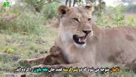 رفتار باور نکردنی شیر درنده بچه میمون بابون