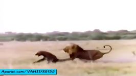 جنگ تماشایی بین شیرها کفتارها شکار شدن کفتارها